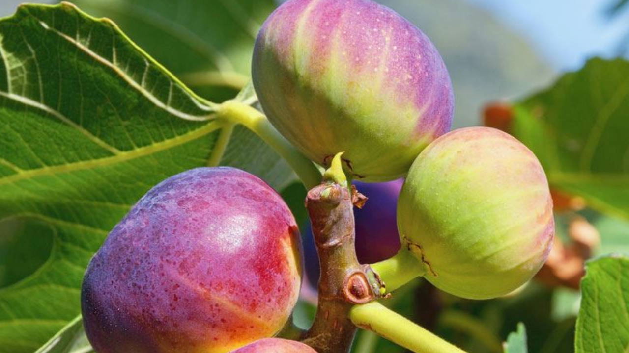 chpli yildiz boyle devam ederse incir ureticisi topragini terk etmek zorunda kalacak pfm2JBOR