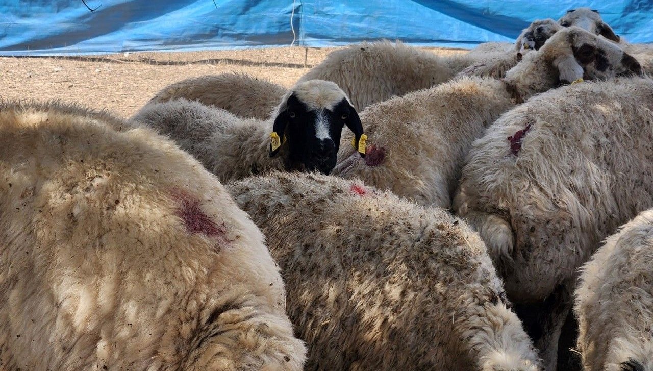 cobanlar artik altin degerinde maaslari 130 bin liraya cikti bgYIDKhP