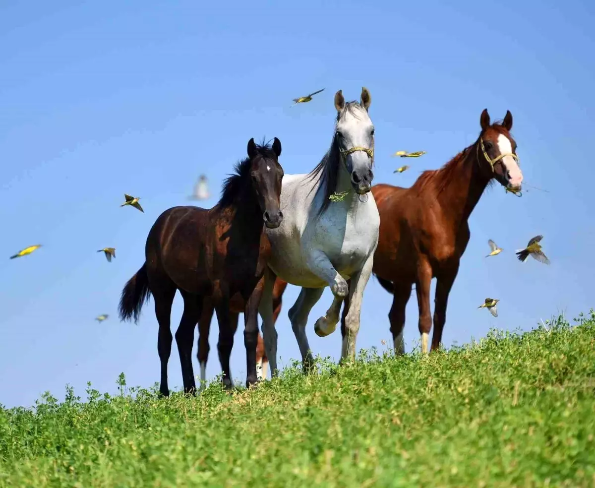 arap taylari acik artirmada l3dc2nLV.jpg