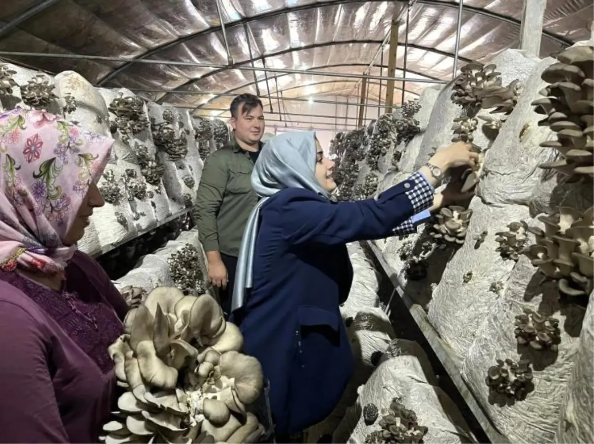 kaymakam kilic mantar tesisini ziyaret etti j73Oud7x