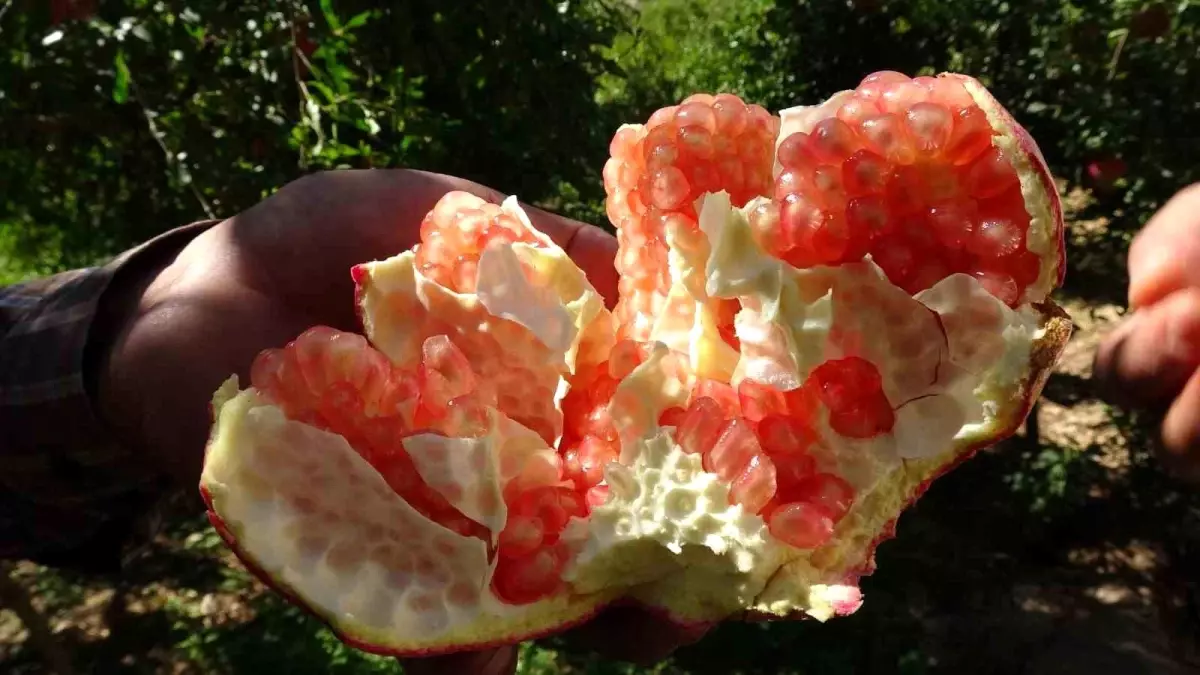 oguzeli narinin hasadi basladi trvVyUn3.jpg