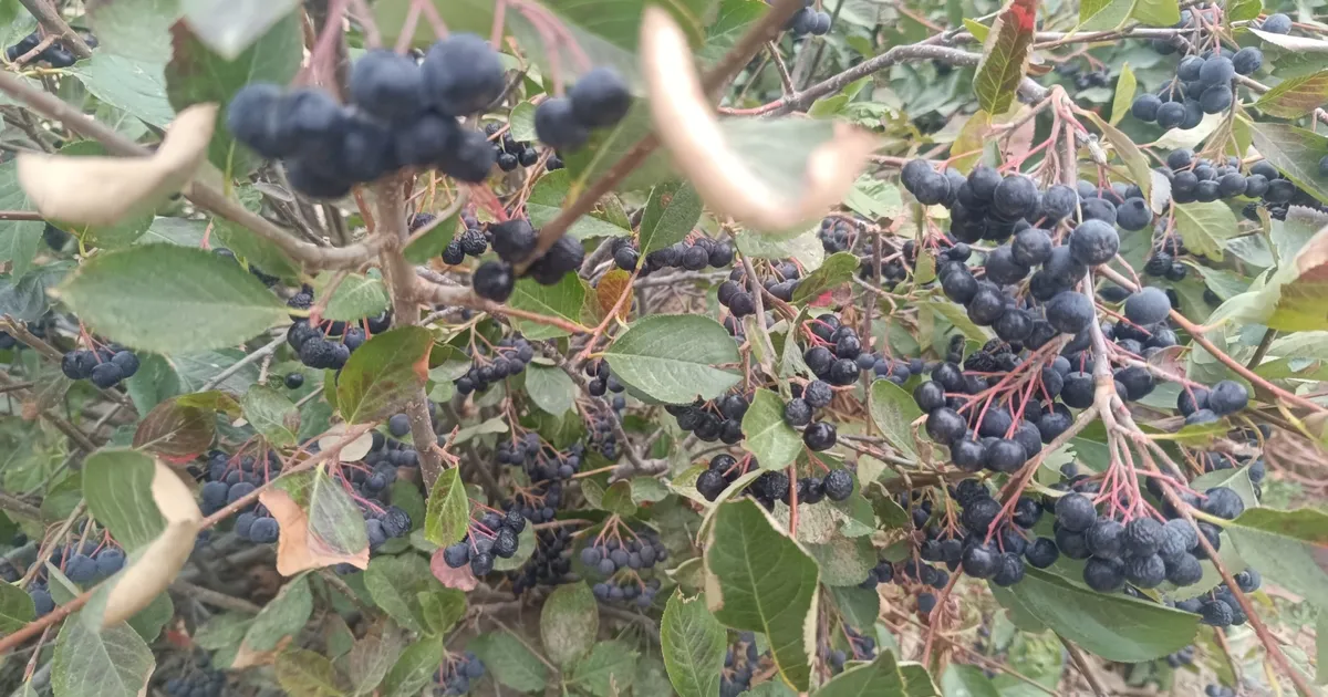 sifa kaynagi aronya edirne enezde uretiliyor V4c72WFO