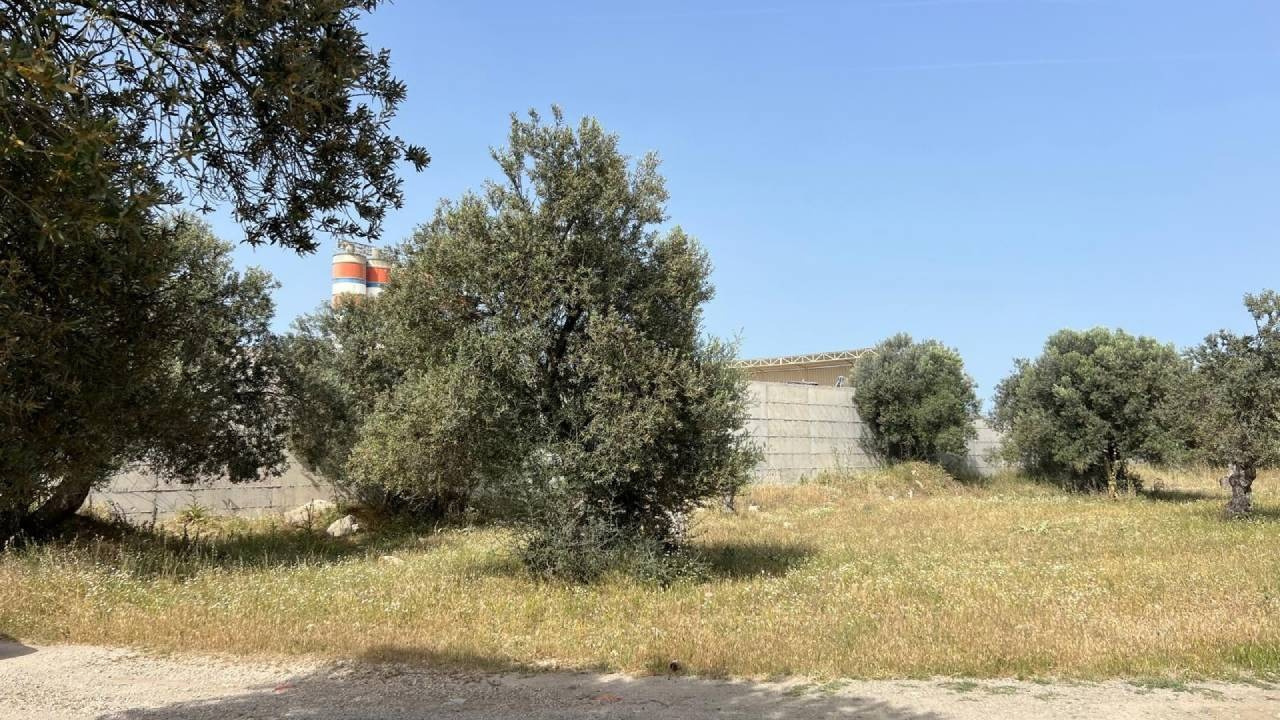 Zeytinliği yok eden betona ‘hayatın olağan akışı’ kılıfı